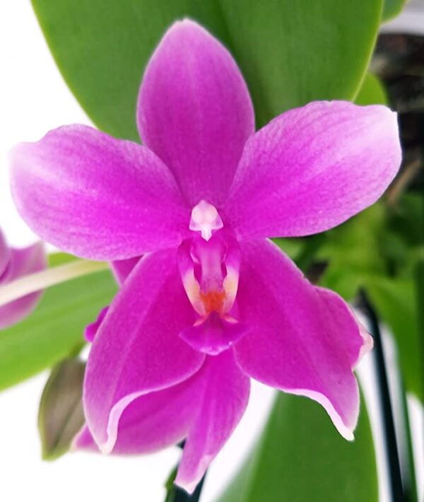 POWERS TO FLOWERS - ORCHIDEA PHALAENOPSIS PROFUMATA, LIODORO e LOVE POTION, Piante Vere - immagine 3