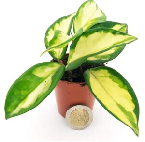POWERS TO FLOWERS - HOYA CARNOSA TRICOLOR MICRO IDEALE PER TERRARIUM, pianta vera