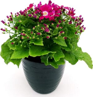 POWERS TO FLOWERS - CINERARIA SENECIO BORDEAUX, IN VASO NERO A RIGHE, VASO 14CM, pianta vera