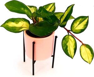 POWERS TO FLOWERS - HOYA CARNOSA TRICOLOR MINI IN VASO CERAMICA CUORI, pianta vera