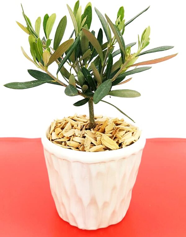 POWERS TO FLOWERS - BONSAI OLIVO DA FRUTTO IN VASO CERAMICA BIANCA CON SPATOLATURA IN RILIEVO, Pianta Vera