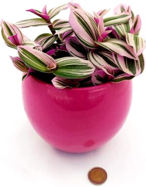 POWERS TO FLOWERS - TRADESCANTIA NANOUK XL IN VASO CERAMICA FUCSIA SFERICO, pianta vera