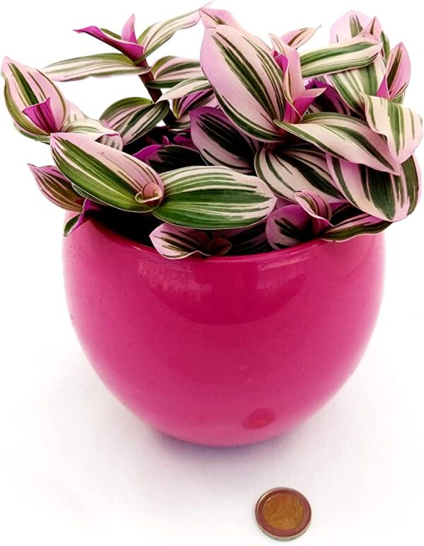 POWERS TO FLOWERS - TRADESCANTIA NANOUK XL IN VASO CERAMICA FUCSIA SFERICO, pianta vera