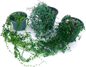 POWERS TO FLOWERS - SENECIO HERREIANUS, ROWLEYANUS e SENECIO HALLIANUS, vaso 12cm, piante vere