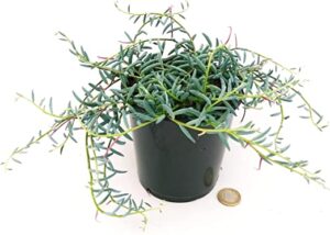 POWERS TO FLOWERS - SENECIO HALLIANUS, vaso 12cm, pianta vera