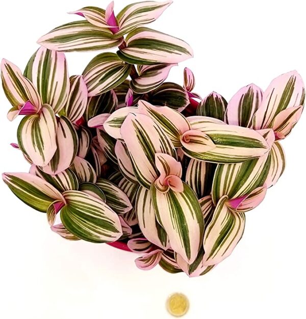 POWERS TO FLOWERS - TRADESCANTIA NANOUK XL IN VASO CERAMICA FUCSIA SFERICO, pianta vera - immagine 3