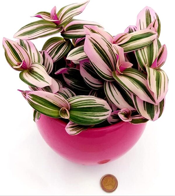 POWERS TO FLOWERS - TRADESCANTIA NANOUK XL IN VASO CERAMICA FUCSIA SFERICO, pianta vera - immagine 2