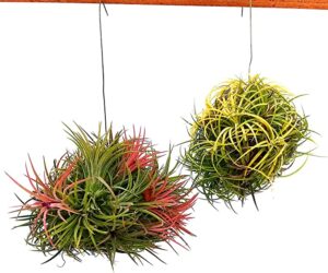 POWERS TO FLOWERS - TILLANDSIA DELL'ARIA MAGIC RED e MAGIC YELLOW, PIANTE MADRI, piante vere