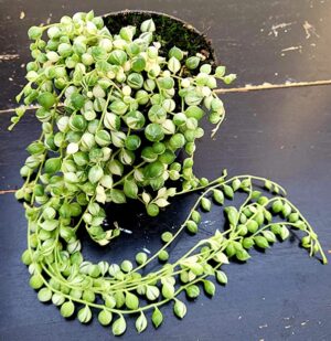 POWERS TO FLOWERS - SENECIO ROWLEYANUS VARIEGATO, COLLANA DI PERLE, pianta vera