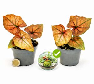POWERS TO FLOWERS - CALADIUM BRONZO MICRO IDEALE PER TERRARIUM, 2 PIANTE, VASO 5,5CM DIAMETRO, pianta vera