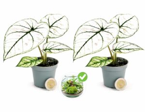 POWERS TO FLOWERS - CALADIUM BIANCO MICRO IDEALE PER TERRARIUM, 2 PIANTE, VASO 5,5CM DIAMETRO, pianta vera