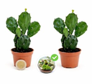 OPUNTIA INDICA, FICO D'INDIA MICRO IDEALE PER TERRARIUM, 2 PIANTE, Vaso5,5cm diametro, piante vere