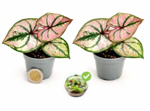 POWERS TO FLOWERS - CALADIUM ROSA MICRO IDEALE PER TERRARIUM, 2 PIANTE, VASO 5,5CM DIAMETRO, pianta vera