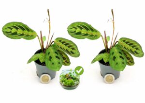 POWERS TO FLOWERS - CALATHEA, MARANTA LEUCONEURA KERCHOVEANA MICRO, 2 PIANTE, VASO 5,5, IDEALE PER TERRARIUM, pianta vera