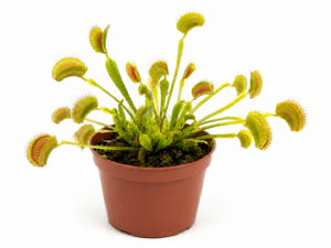 POWERS TO FLOWERS - DIONAEA MUSCIPLA, VASO 9CM, piante vere