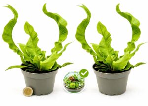 POWERS TO FLOWERS - FELCE, ASPLENIUM CRISPY WAVE MICRO IDEALE PER TERRARIUM, 2 PIANTE, VASO 5,5cm Diametro, piante vere