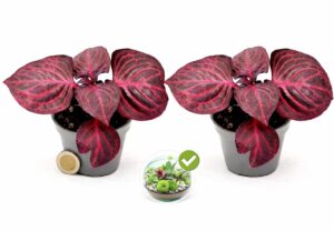 POWERS TO FLOWERS - IRESINE ROSSA MICRO IDEALE PER TERRARIUM, 2 PIANTE, VASO 5,5 CM DIAMETRO, pianta vera