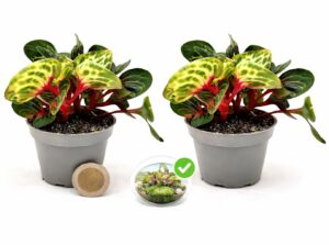 POWERS TO FLOWERS - IRESINE GIALLA MICRO IDEALE PER TERRARIUM, 2 PIANTE, VASO 5,5 CM DIAMETRO, pianta vera