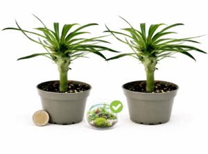 POWERS TO FLOWERS - PACHYPODIUM LAMEREI, PALMA DEL MADAGASCAR, MINI IDEALE PER TERRARIUM, 2 PIANTE, vaso 5,5cm, pianta vera
