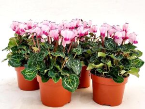 POWERS TO FLOWERS - CICLAMINO PROFUMATO VICTORIA, 4 PIANTE, VASO 12CM Diametro, piante vere
