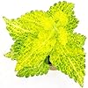 POWERS TO FLOWERS – COLEUS FOGLIA VERDE-ROSSA, IN VASO CERAMICA Cuori Micro Ideale Per Scrivania Pianta Vera - 3