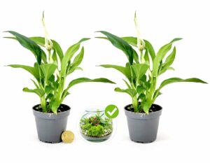 POWERS TO FLOWERS - SPATIFILLO MINI IDEALE PER TERRARIUM, 2 PIANTE, VASO 5,5cm, Piante vere