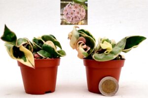 POWERS TO FLOWERS - HOYA CONTORTA VARIEGATA 2 PIANTE, vaso 5,5cm, ideale per terrarium, Pianta vera