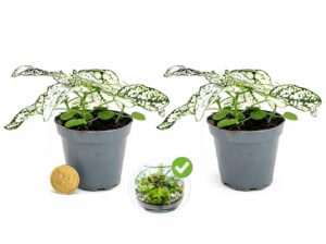 POWERS TO FLOWERS - HYPOESTES BIANCO 2 PIANTE, MINI IDEALI PER TERRARIUM, vaso 5,5 cm, piante vere