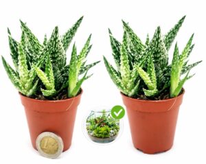 POWERS TO FLOWERS - ALOE SUGAR CRYSTAL, 2 PIANTE, VASO 5,5CM DIAMETRO, IDEALE PER TERRARIUM, pianta vera