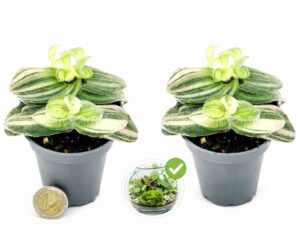 POWERS TO FLOWERS - TRADESCANTIA SILLAMONTANA VARIEGATA MINI IDEALE PER TERRARIUM, 2 PIANTE, VASO 5,5CM Diametro, piante vere