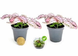 POWERS TO FLOWERS - HYPOESTES ROSA, 2 PIANTE, MINI IDEALI PER TERRARIUM, vaso 5,5 cm, piante vere