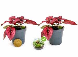 POWERS TO FLOWERS - HYPOESTES ROSSO, 2PIANTE, MINI IDEALI PER TERRARIUM, vaso 5,5 cm, piante vere