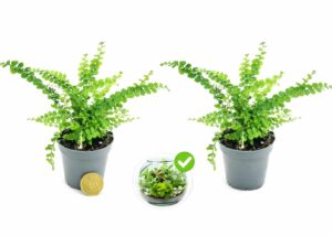 POWERS TO FLOWERS - FELCE, MICRO IDEALE PER TERRARIUM, 2 PIANTE, VASO 5,5cm Diametro, piante vere