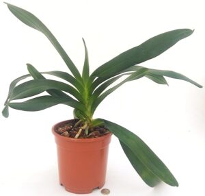 ANGRAECUM SESQUIPEDALE, ORCHIDEA DI DARWIN, VASO 20CM, pianta vera