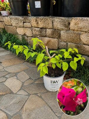 BOUGAINVILLEA FUCSIA, VASO 17 CM DIAMETRO,l, OFFERTA ULTIMI 10 PEZZI!!! BUGANVILLEA, piante vere