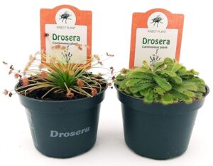DROSERA ALICIAE e PARADOXA, VASO 10 CM DIAMETRO, 2 PIANTE, piante vere