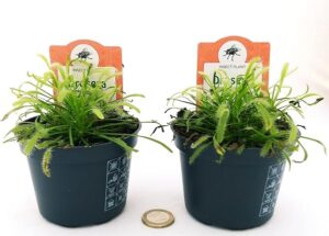 DROSERA CAPENSIS, 2 Piante, vaso 10 cm diametro, piante vere