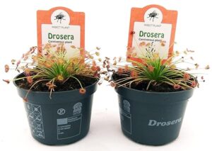 DROSERA PARADOXA, VASO 10 CM DIAMETRO, 2 PIANTE, pianta vera