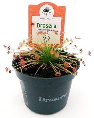 DROSERA PARADOXA, VASO 10 CM DIAMETRO, pianta vera