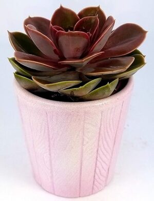 ECHEVERIA NATURALE IN VASO CERAMICA ROSA, pianta vera