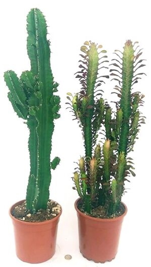 EUPHORBIA TRIGONA RED e EUPHORBIA VULCANA ERITREA, VASO 17CM DIAMETRO, ALTEZZA 70/80CM, piante vere