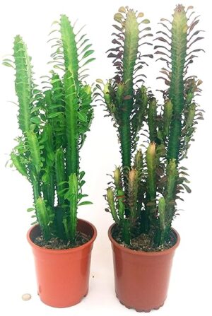 EUPHORBIA TRIGONA RED e TRIGONA CLASSICA, VASO 17CM DIAMETRO, ALTEZZA 70/80CM, piante vere