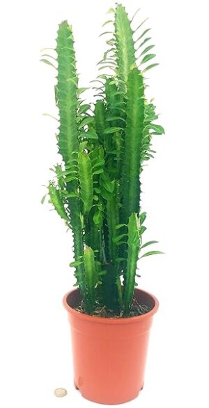 EUPHORBIA TRIGONA VASO 17CM DIAMETRO, ALTEZZA 70/80CM, pianta vera