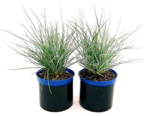FESTUCA GLAUCA BLU, 2 PIANTE V10cm, Piante Vere