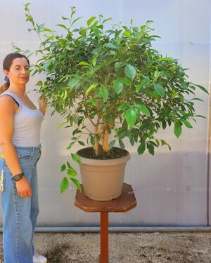 FICUS BENJAMIN MICROCARPA, ESEMPLARE UNICO, VASO 34CM DIAMETRO, pianta vera