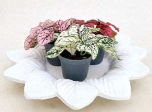 POWERS TO FLOWERS - HYPOESTES TRIS SU SOTTOVASO IN CERAMICA, VASO 5,5 CM DIAMETRO, piante vere