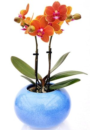 ORCHIDEA PHALAENOPSIS ARANCIONE IN VASO CERAMICA SFERICO AZZURRO, pianta vera