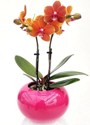 ORCHIDEA PHALAENOPSIS ARANCIONE IN VASO CERAMICA SFERICO FUCSIA, pianta vera