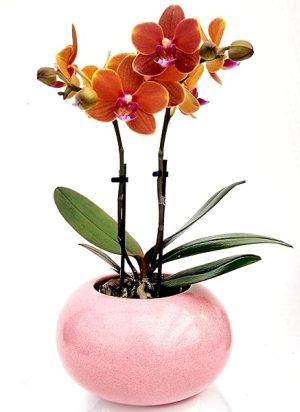 ORCHIDEA PHALAENOPSIS ARANCIONE IN VASO CERAMICA SFERICO ROSA, pianta vera