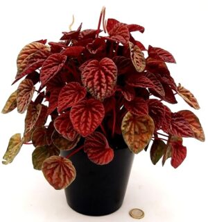 PEPEROMIA CAPERATA LUNA RED, VASO 13 CM DIAMETRO, pianta vera